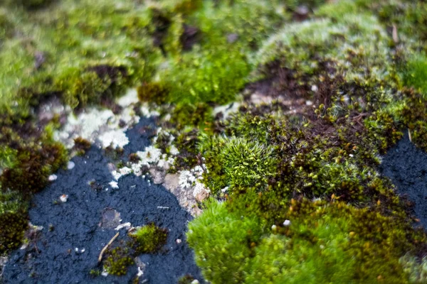 Background Texture Stone Green Moss White Spots Facade Old Building — 스톡 사진