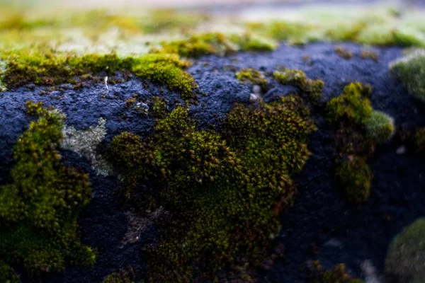 白斑石绿苔藓的背景或质地 旧建筑的立面 弗洛拉 — 图库照片