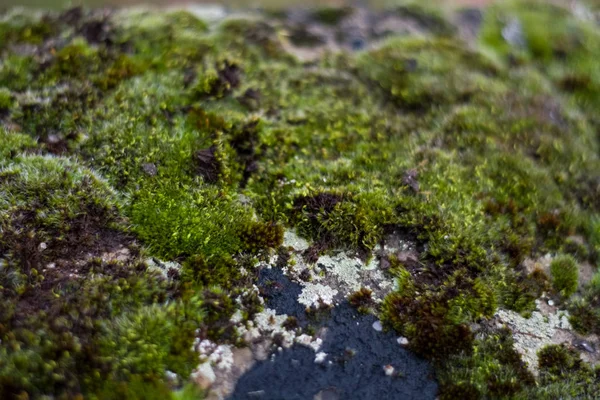 Sfondo Texture Pietra Muschio Verde Con Macchie Bianche Facciata Del — Foto Stock