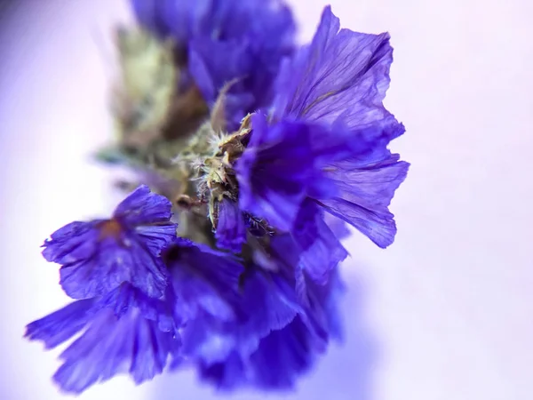Монофонічний Фон Квітка Фіолетового Бутона Суха Картка — стокове фото