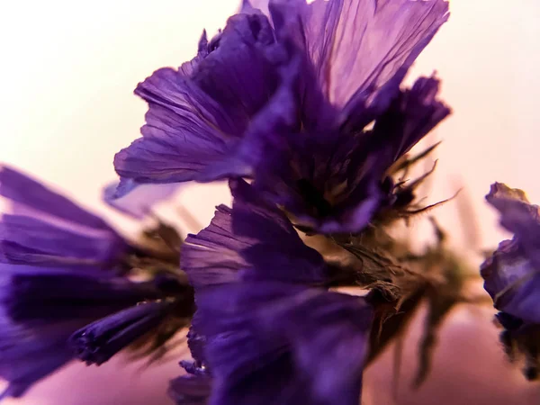 Монофонічний Фон Квітка Фіолетового Бутона Суха Картка — стокове фото
