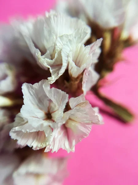 Fundo Tom Rosa Brilhante Com Pequena Flor Seca Cor Branca — Fotografia de Stock