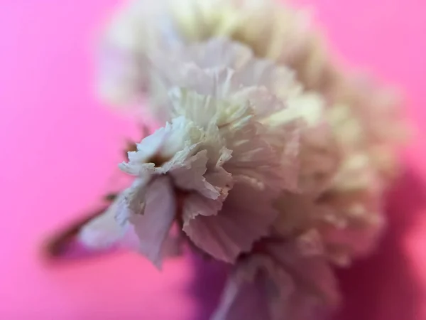 Élénk Rózsaszín Egytónusú Háttér Kis Száraz Virág Fehér Színű Nyaralni — Stock Fotó