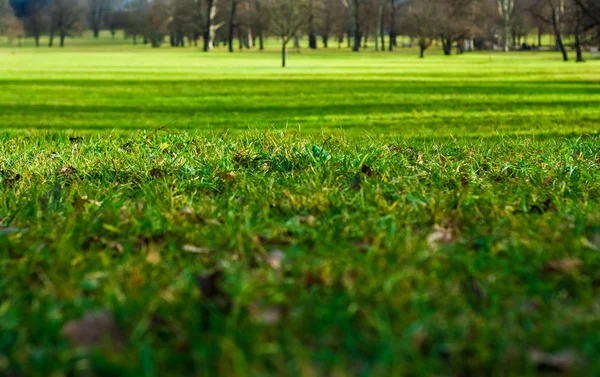 Großzügiger Frühlingspark Mit Grünem Rasen Und Sonnigem Wetter — Stockfoto