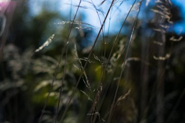 İnce altın ve yeşil çivili çimenlerin arka planı ya da dokusu güneş ışınları altında.