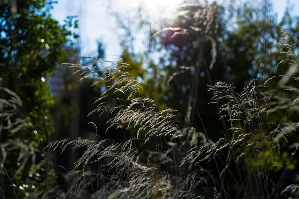 Fondo Textura Espiguillas Finas Doradas Verdes Hierba Bajo Rayos Solares —  Fotos de Stock