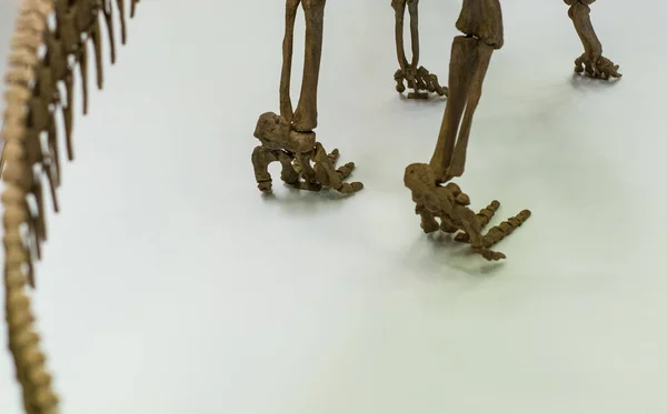 Sobre Fondo Blanco Parte Del Esqueleto Dinosaurio Antiguo Calavera Huesos — Foto de Stock