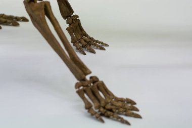 Eski dinozor iskeletinin beyaz arka planında. Kafatası ve kemikler. Bacaklar. Omurga. Arkeoloji ve tarih. Bilim.