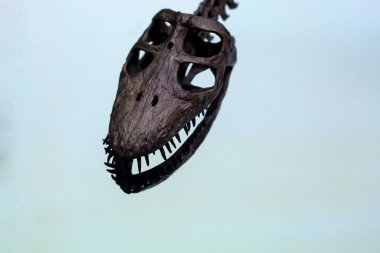 Eski dinozor iskeletinin beyaz arka planında. Kafatası ve kemikler. Bacaklar. Omurga. Arkeoloji ve tarih. Bilim.