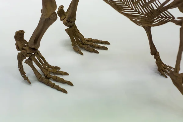 Białym Tle Część Starożytnego Szkieletu Dinozaura Czaszka Kości Nogi Kręgosłup — Zdjęcie stockowe
