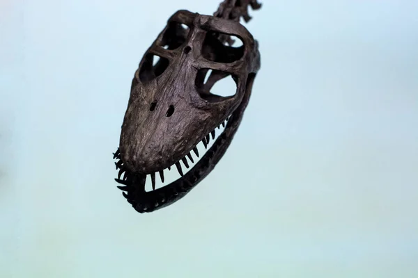 Białym Tle Część Starożytnego Szkieletu Dinozaura Czaszka Kości Nogi Kręgosłup — Zdjęcie stockowe