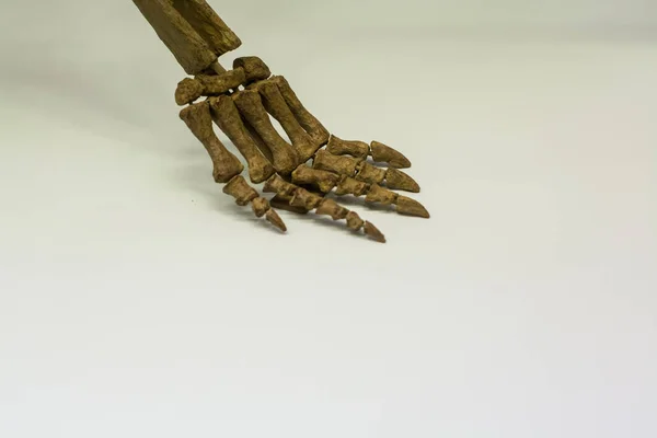 Eski Dinozor Iskeletinin Beyaz Arka Planında Kafatası Kemikler Bacaklar Omurga — Stok fotoğraf