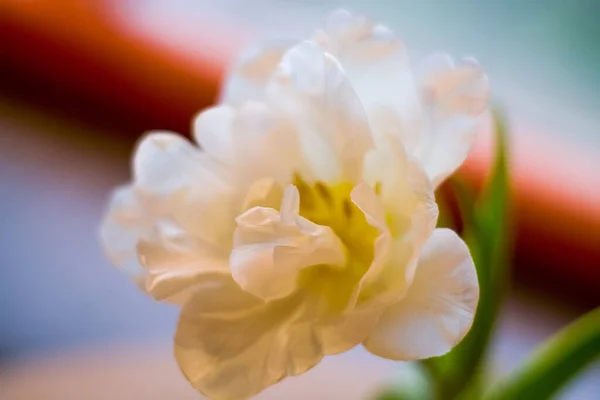 Big Dissolved Tulip Bud Spring Flowers Background — Stock Photo, Image