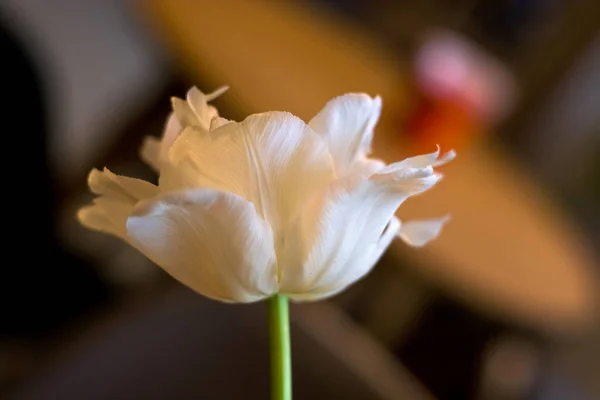 Великий Розчинений Бутон Тюльпанів Весняні Квіти Тло — стокове фото