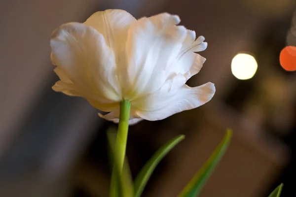 Big Dissolved Tulip Bud Spring Flowers Background — Stock Photo, Image