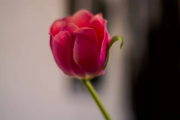 Grande Botão Tulipa Dissolvido Flores Primavera Contexto — Fotografia de Stock