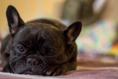 Fransız buldoğunun köpeği yalan söyler ve dinlenir. Evcil hayvan.