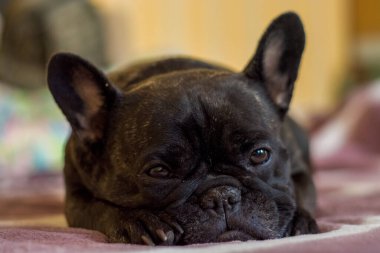 Fransız buldoğunun köpeği yalan söyler ve dinlenir. Evcil hayvan.