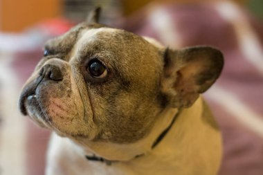 Fransız buldoğunun köpeği yalan söyler ve dinlenir. Evcil hayvan.