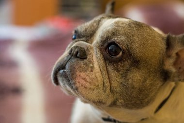 Fransız buldoğunun köpeği yalan söyler ve dinlenir. Evcil hayvan.