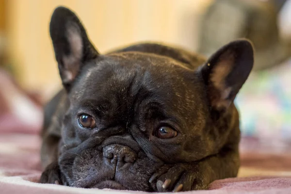 Fransız buldoğunun köpeği yalan söyler ve dinlenir. Evcil hayvan.