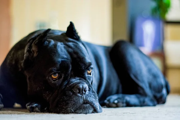 Large Black Dog Lies Rests Sad Eyes Kane Corso Breed — Stock Photo, Image