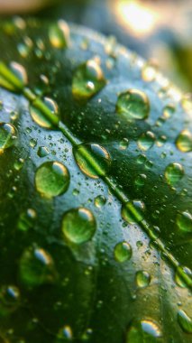 Kahve ağacı yaprakları ve çiy damlalarının arka planı ya da dokusu. Bahar. Doğa ve bitkiler.