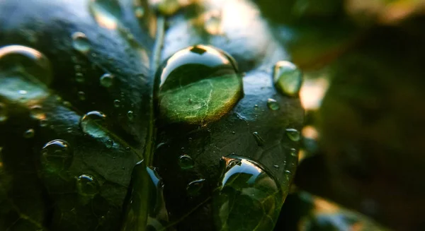 Hintergrund Oder Textur Von Kaffeebaumblättern Und Tautropfen Frühling Natur Und — Stockfoto