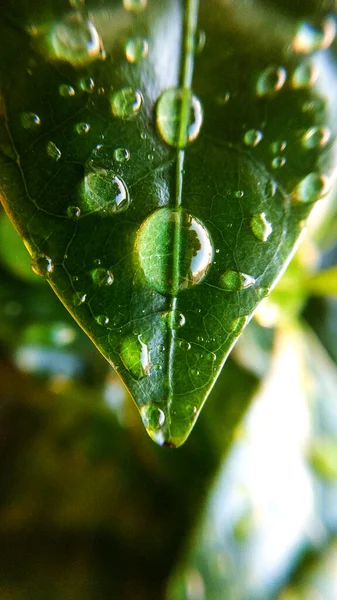 Háttér Vagy Textúra Kávéfa Levelek Harmatcseppek Tavasz Természet Növények — Stock Fotó