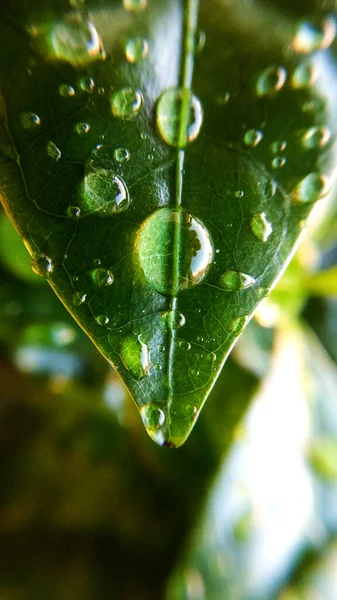 Fundo Textura Folhas Árvore Café Gotas Orvalho Primavera Natureza Plantas — Fotografia de Stock