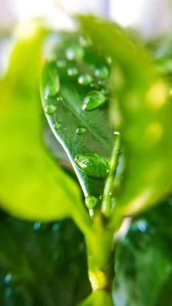 Fundo Textura Folhas Árvore Café Gotas Orvalho Primavera Natureza Plantas — Fotografia de Stock