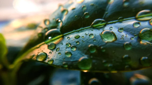 Achtergrond Textuur Van Koffieboombladeren Dauwdruppels Lente Natuur Planten — Stockfoto