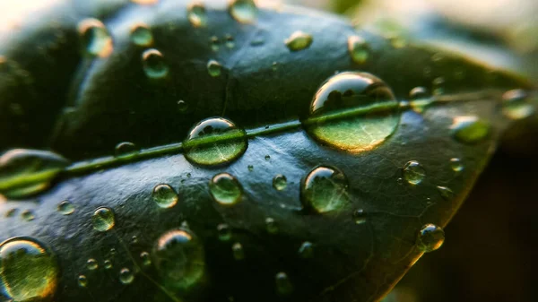 Achtergrond Textuur Van Koffieboombladeren Dauwdruppels Lente Natuur Planten — Stockfoto
