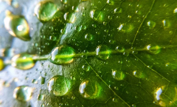 Fondo Textura Hojas Árbol Café Gotas Rocío Primavera Naturaleza Plantas — Foto de Stock