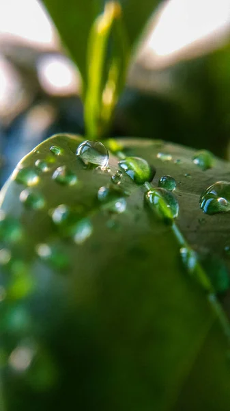 Fondo Textura Hojas Árbol Café Gotas Rocío Primavera Naturaleza Plantas — Foto de Stock