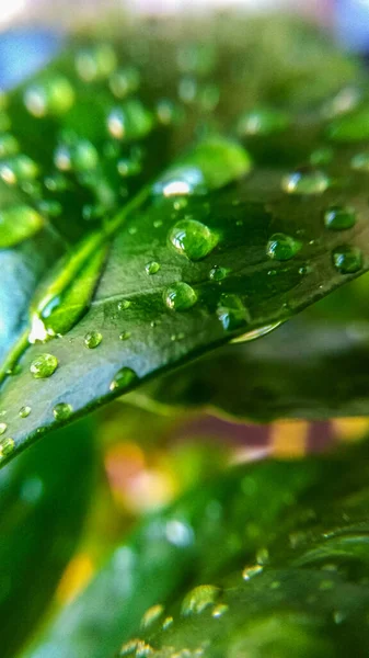 Fundo Textura Folhas Árvore Café Gotas Orvalho Primavera Natureza Plantas — Fotografia de Stock