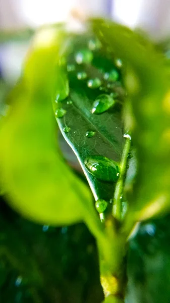 Háttér Vagy Textúra Kávéfa Levelek Harmatcseppek Tavasz Természet Növények — Stock Fotó