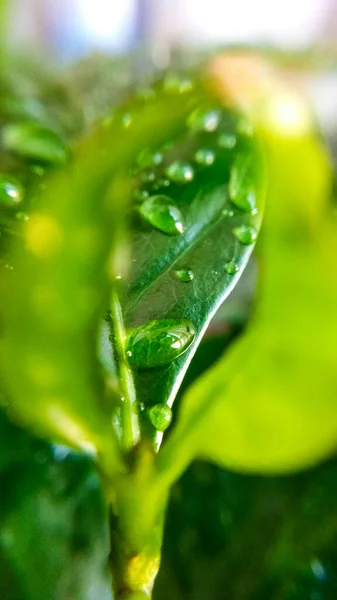 Fundo Textura Folhas Árvore Café Gotas Orvalho Primavera Natureza Plantas — Fotografia de Stock