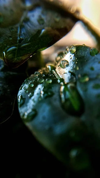 Hintergrund Oder Textur Von Kaffeebaumblättern Und Tautropfen Frühling Natur Und — Stockfoto