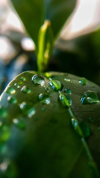 Hintergrund Oder Textur Von Kaffeebaumblättern Und Tautropfen Frühling Natur Und — Stockfoto