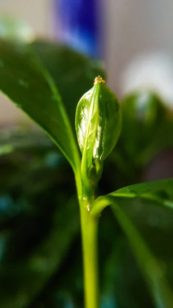 Hintergrund Oder Textur Von Kaffeebaumblättern Und Tautropfen Frühling Natur Und — Stockfoto