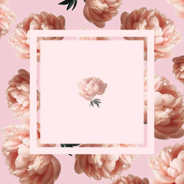 Rosa Pioner Blommor Ljus Bakgrund Vykort Ram — Stockfoto