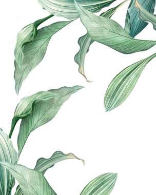 Suluboya, tropikal, palmiye, açık arkaplanda yeşil yapraklar. Kartpostal daveti.