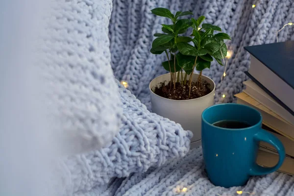 Background Blue Knitted Plaid Pillows Cosy House Flower Pot Books — Stock Photo, Image