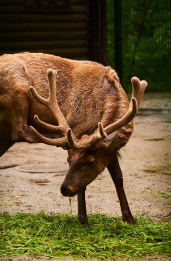 15.03.2019. Almanya, Berlin. Zooloji Bahçesi. Yetişkinler ve küçük geyikler teritoride yürüyüp yemek yiyorlar..