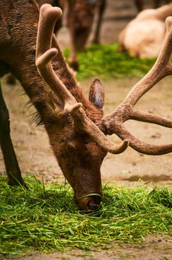 15.03.2019. Almanya, Berlin. Zooloji Bahçesi. Yetişkinler ve küçük geyikler teritoride yürüyüp yemek yiyorlar..