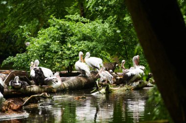 15.03.2019. Almanya, Berlin. Zooloji Bahçesi. Beyaz yetişkin pelikanlar teritoride yürür ve içerlerler..