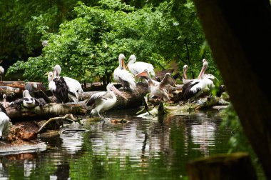 15.03.2019. Almanya, Berlin. Zooloji Bahçesi. Beyaz yetişkin pelikanlar teritoride yürür ve içerlerler..