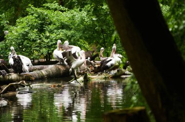 15.03.2019. Almanya, Berlin. Zooloji Bahçesi. Beyaz yetişkin pelikanlar teritoride yürür ve içerlerler..