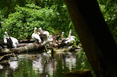 15.03.2019. Almanya, Berlin. Zooloji Bahçesi. Beyaz yetişkin pelikanlar teritoride yürür ve içerlerler..
